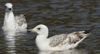 Larus armenicus